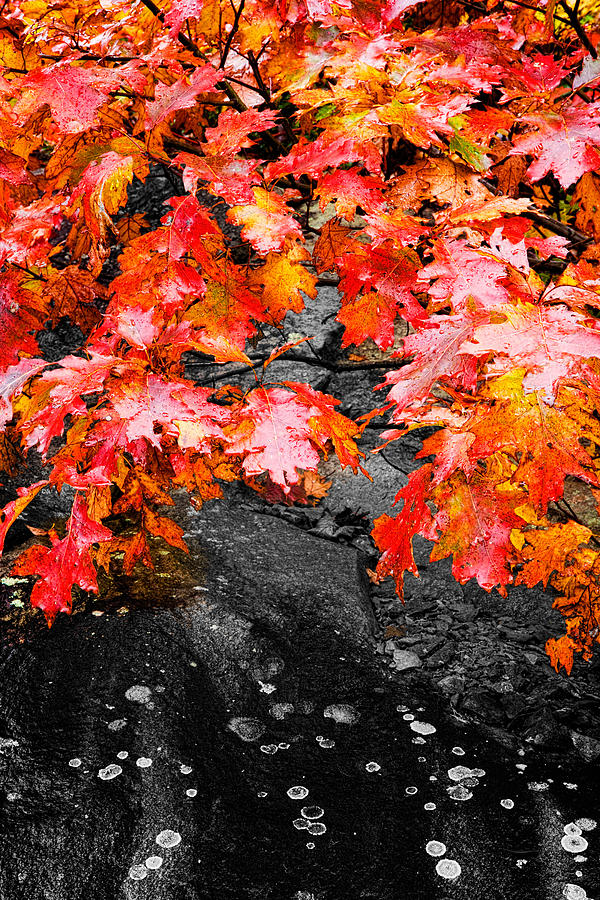 Autumn Red I Photograph by Dan Carmichael