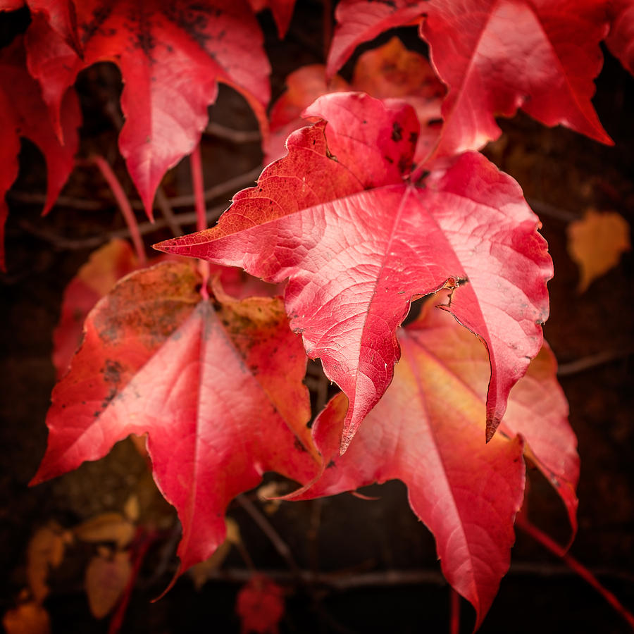 Autumn Red Ivy Photograph by Chris Bordeleau