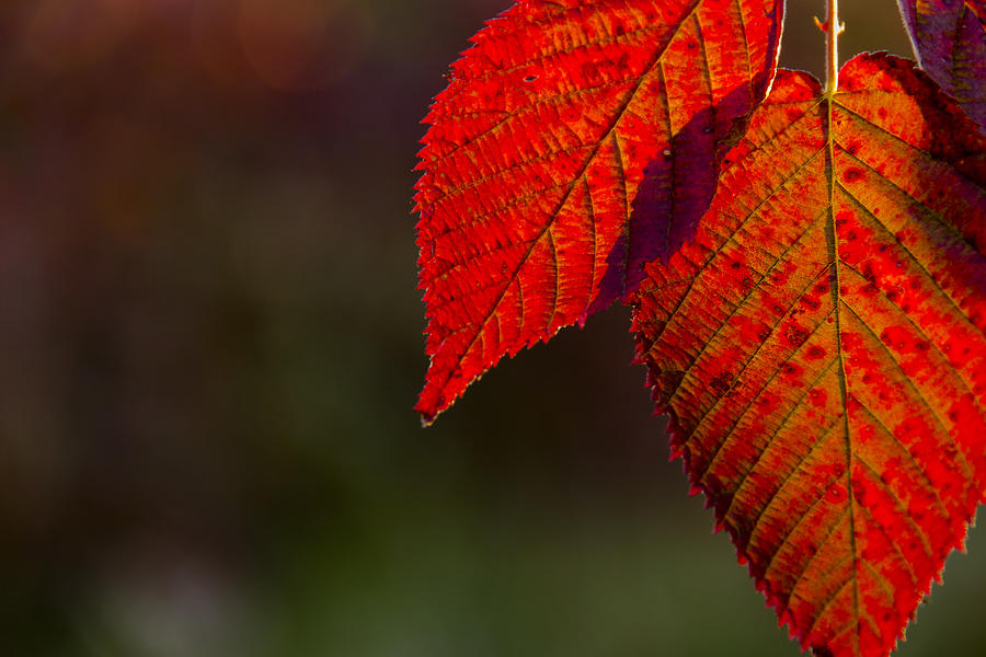 Autumn red leaf  Photograph by Marina Kojukhova