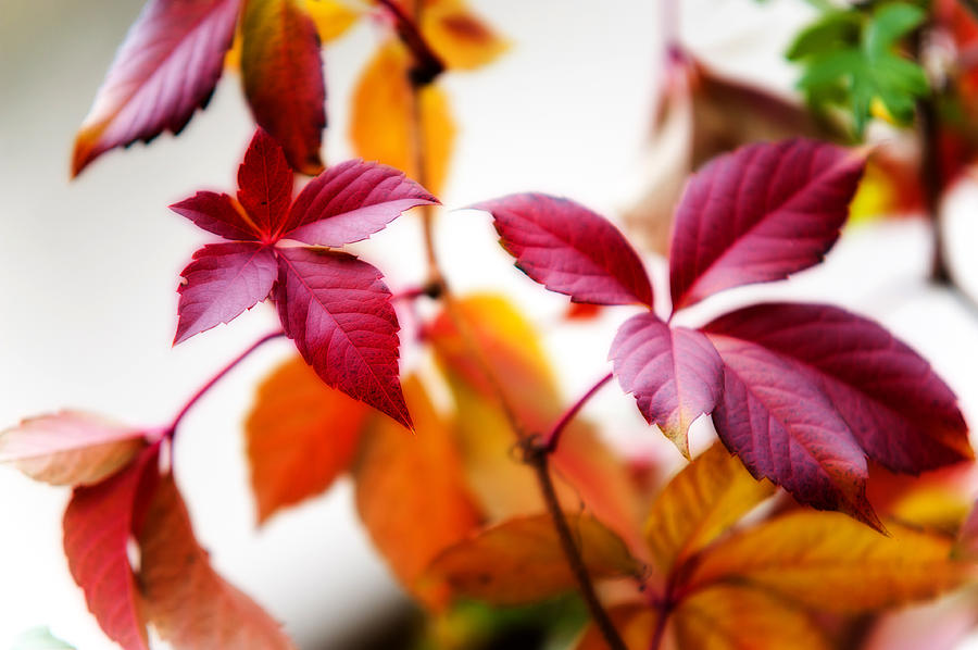 Autumn Red Leaves Photograph by Jenny Rainbow