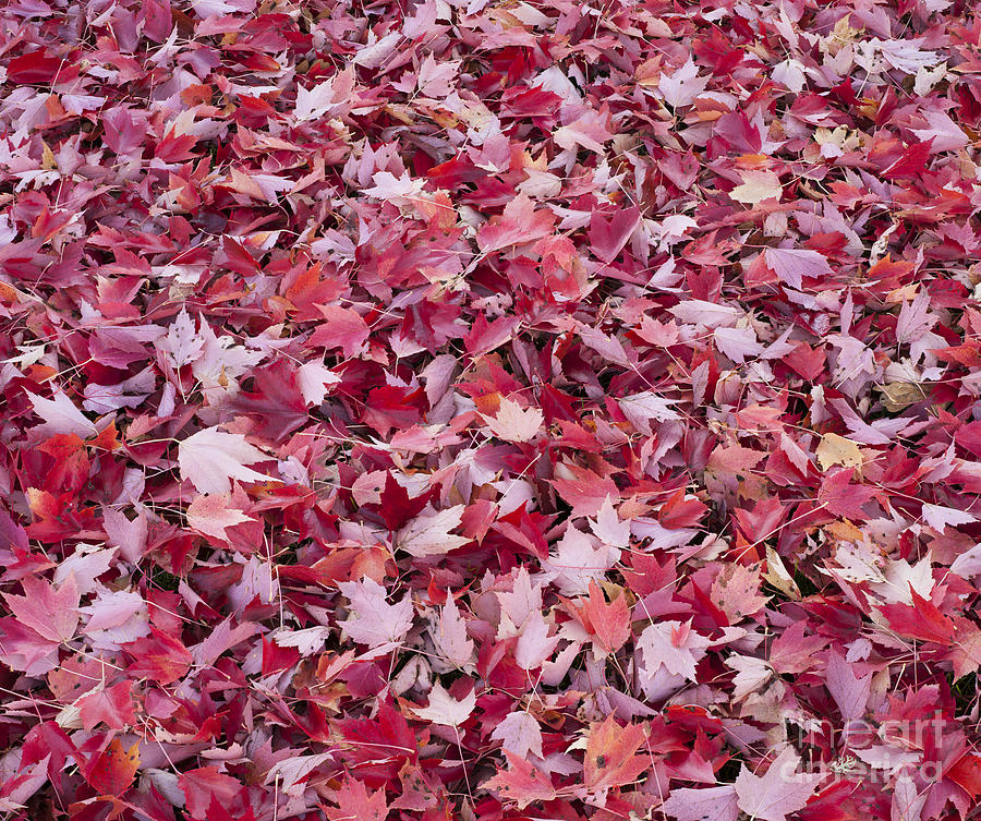 Autumn Red Maple Leaves Photograph by John Shaw