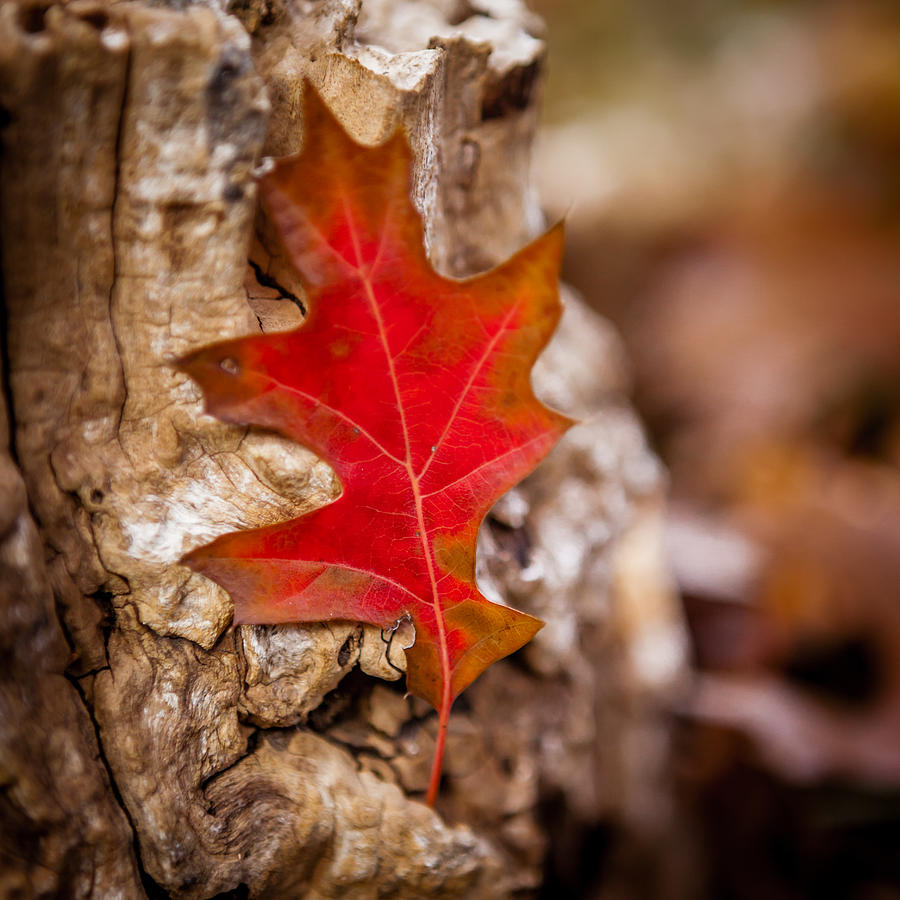 Autumn Red Oak Leaf Photograph by Melinda Ledsome