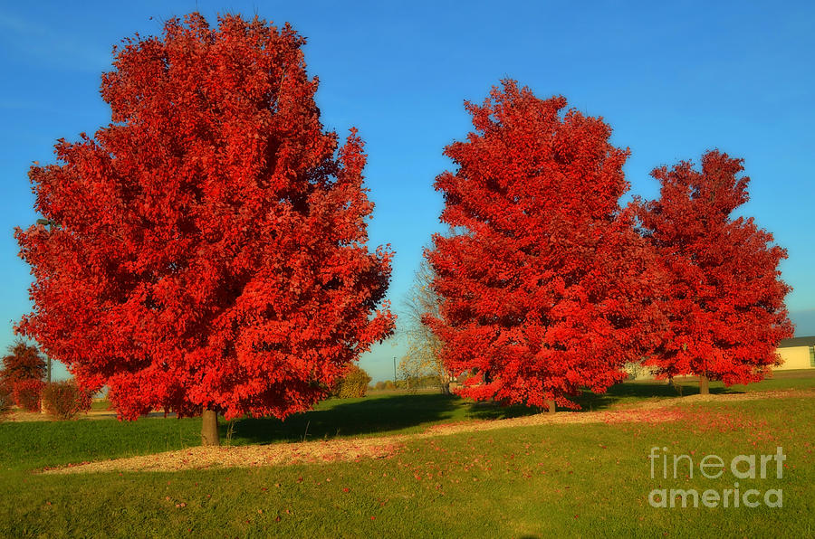 Autumn Red Photograph by Luther Fine Art