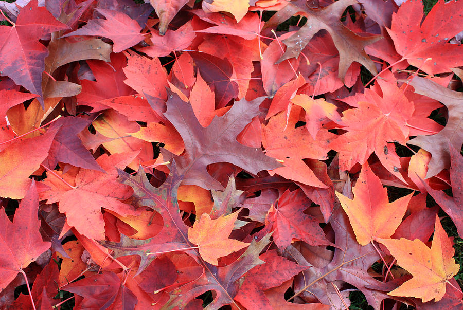 Autumn Reds Photograph by Gerry Bates