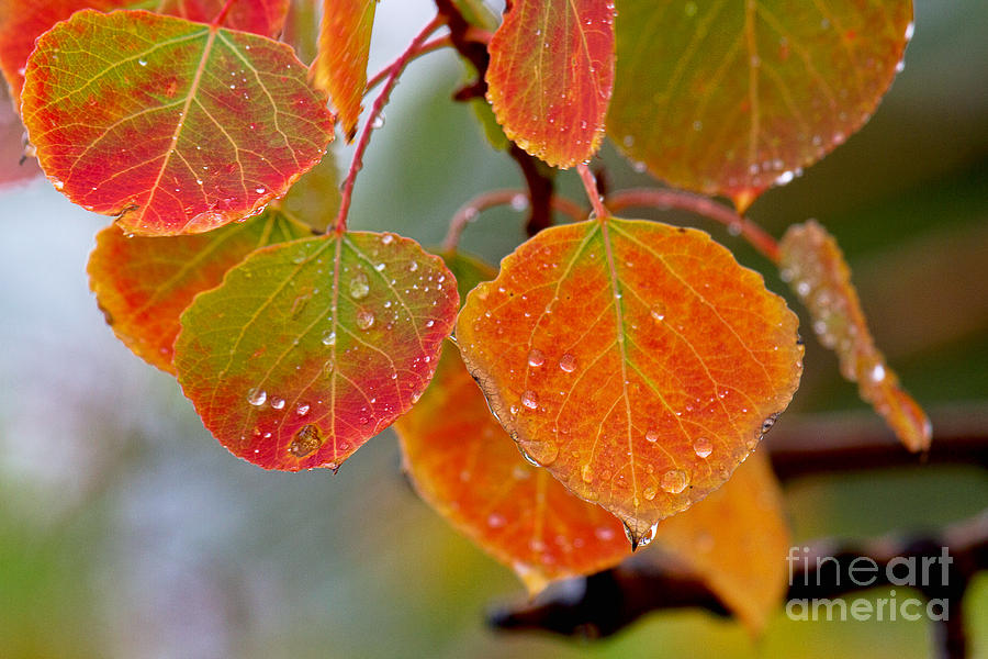 Autumn Reds Photograph by Jim Garrison