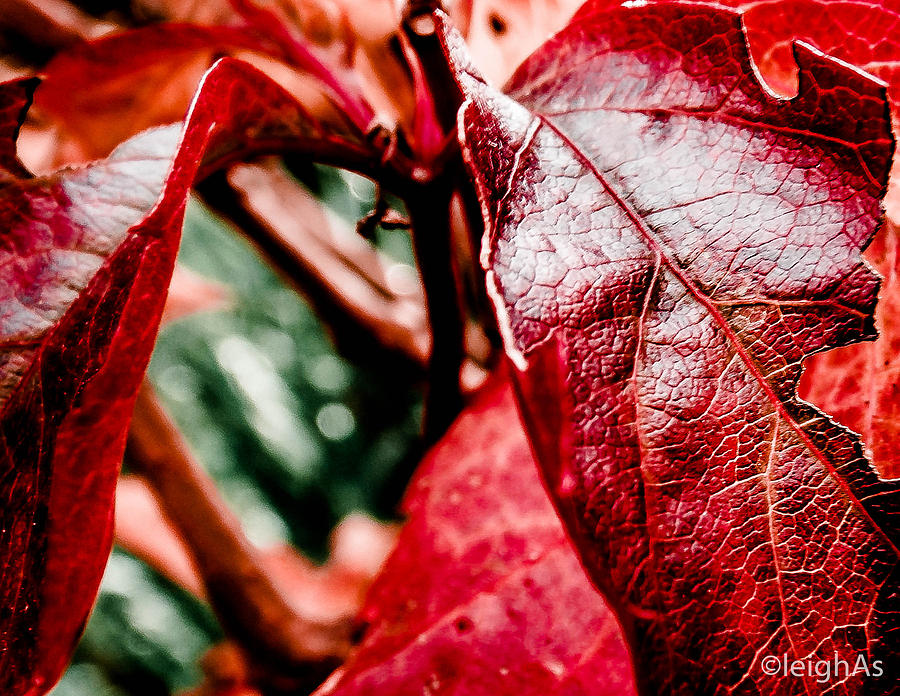 Autumn Reds Photograph