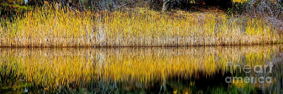 Autumn Reed Reflection Photograph by Patrick Witz