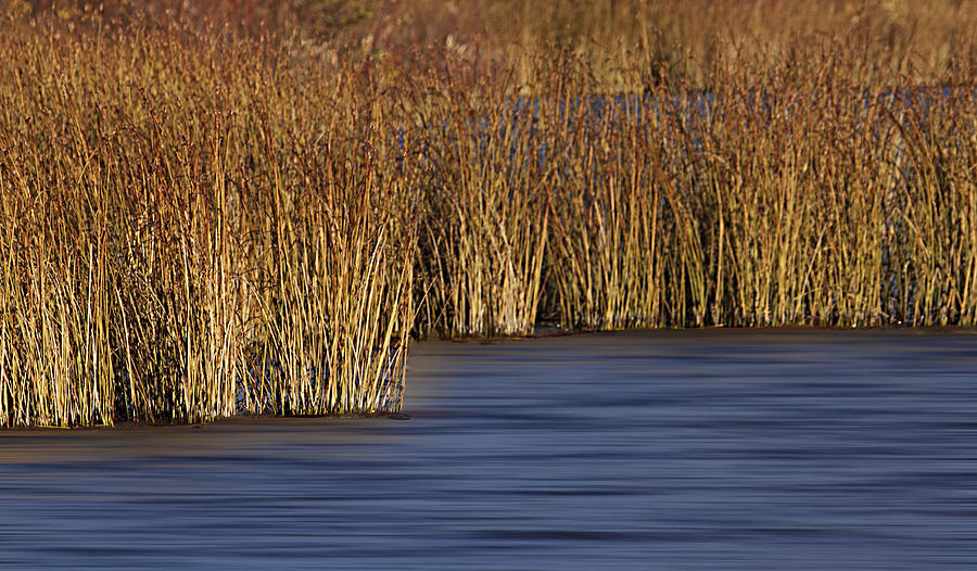 Autumn reeds Photograph by Elvira Butler