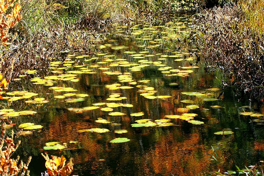 Autumn Reflection Photograph by Barbara S Nickerson