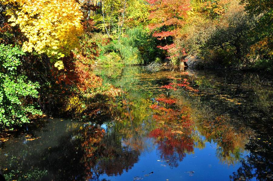 Autumn reflection Photograph by Diane Lent