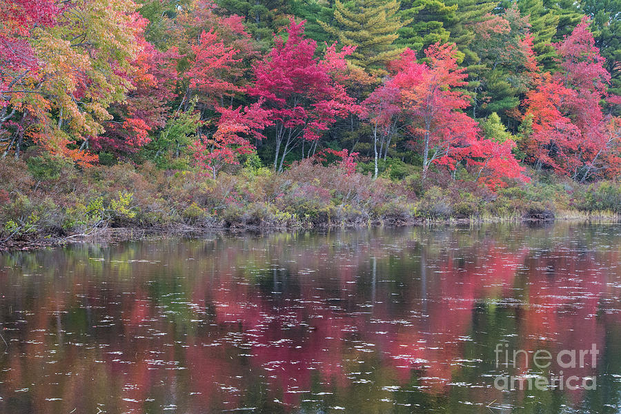 Tree Photograph - Autumn Reflection by John Greco