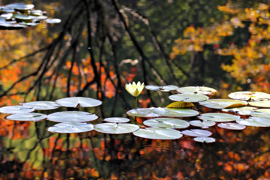 Autumn Reflection Photograph by Katherine White