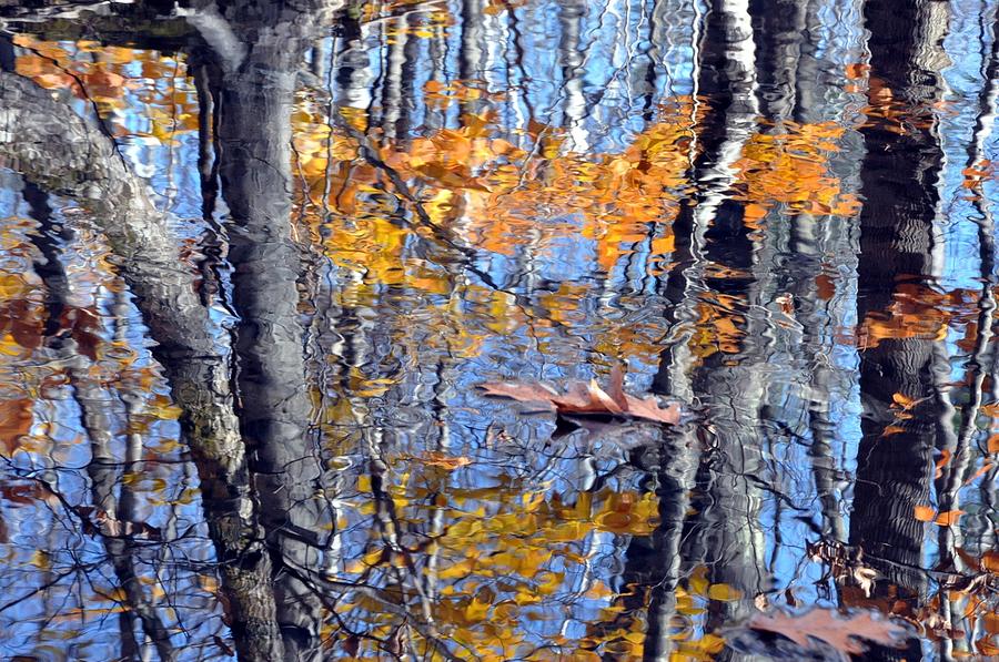 Autumn Reflection with Leaf Photograph by Phyllis Meinke