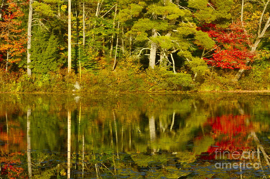 Autumn Reflections Photograph by Alice Mainville