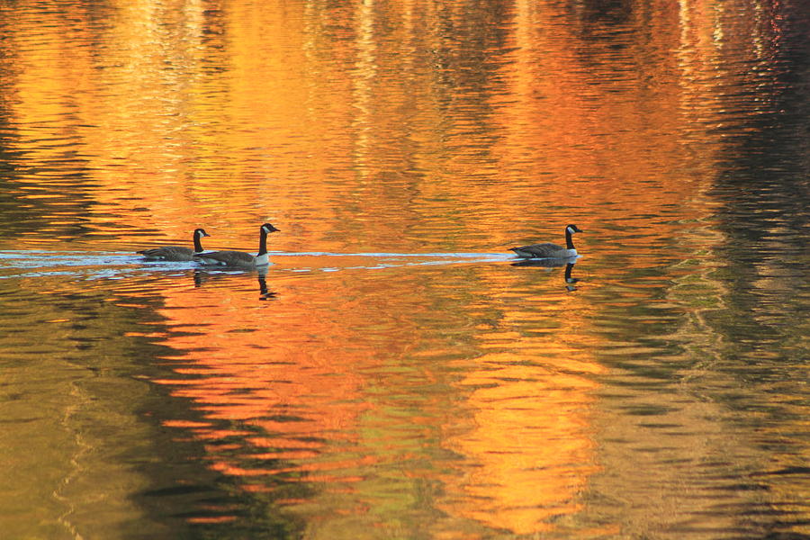 Autumn Reflections and Canada Geese Photograph by John Burk