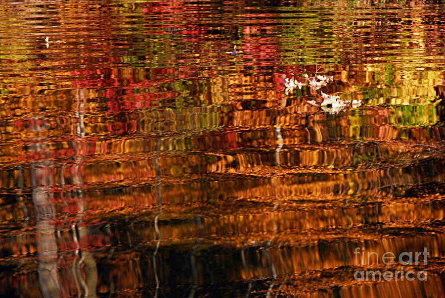 Autumn Reflections and Leaves Photograph by Larry Ricker
