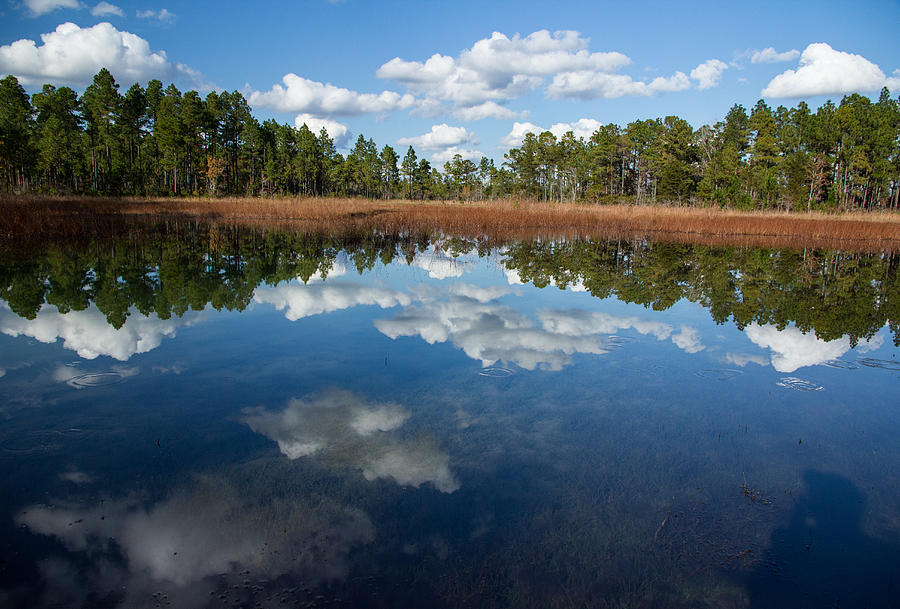 Autumn Reflections At Green Swamp Photograph