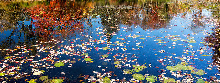 Autumn Reflections Photograph by Bill Wakeley