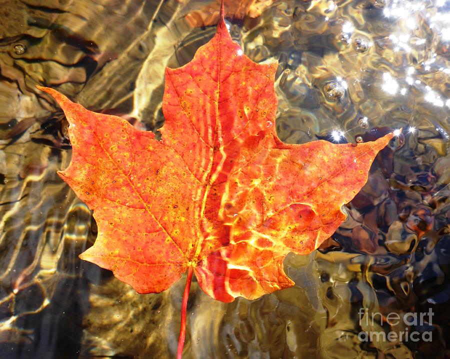 Fall Photograph - Autumn Reflections by Cristina Stefan