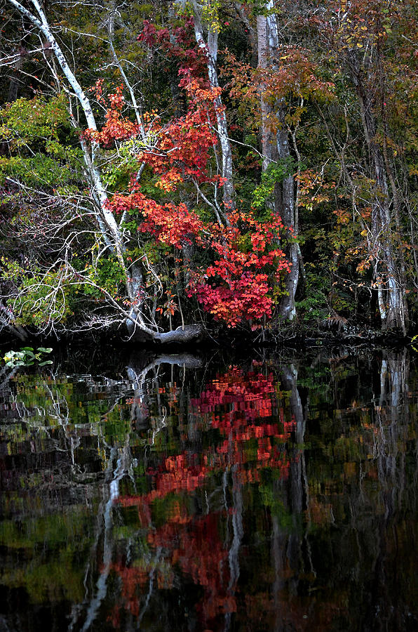 Autumn Reflections Photograph by DigiArt Diaries by Vicky B Fuller