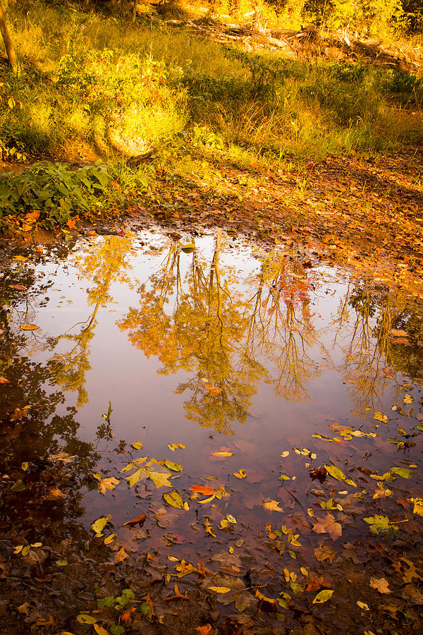 Autumn Reflections Photograph by Erin Cadigan