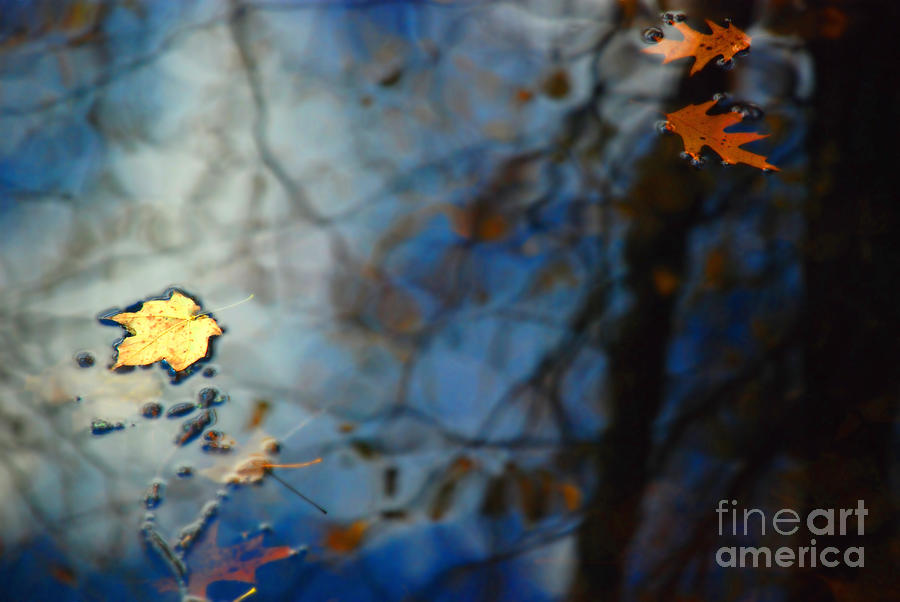 Tree Photograph - Autumn Reflections by Jason Kolenda