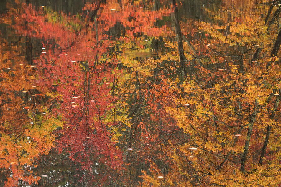 Autumn Reflections Photograph by John Burk