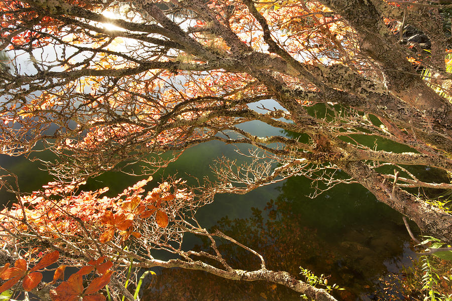 Fall Photograph - Autumn Reflections by Jonathan Steele