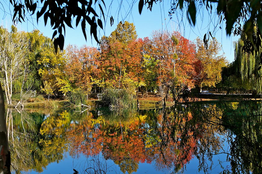 Autumn Reflections Photograph by Michele Myers