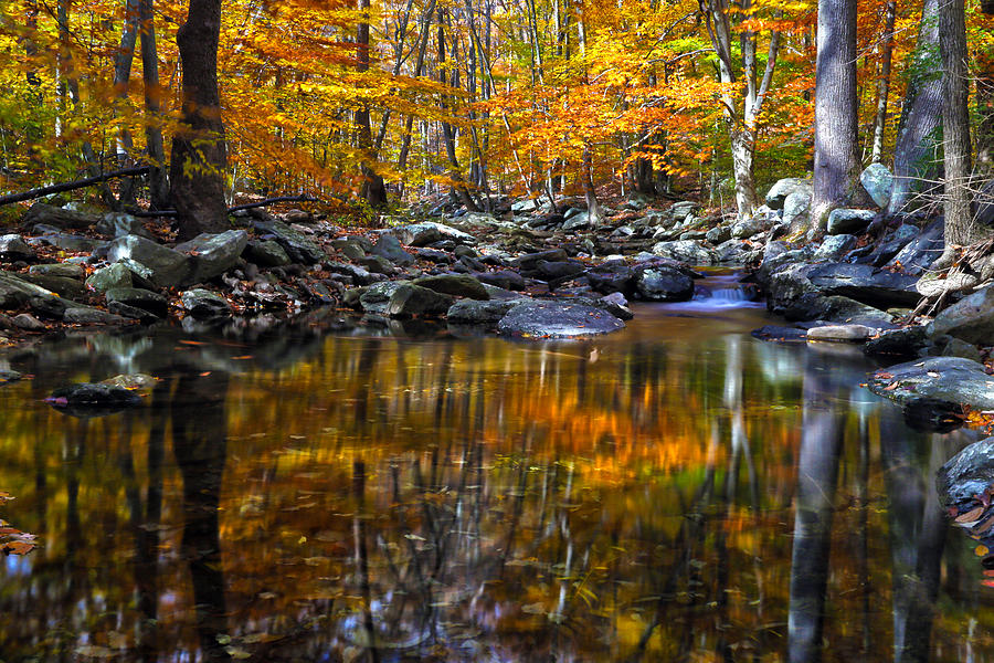 Autumn Reflections Photograph by Mitch Cat