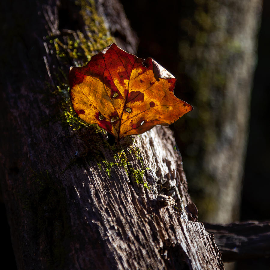 Life Photograph - Autumn Remnants by Lynn Palmer
