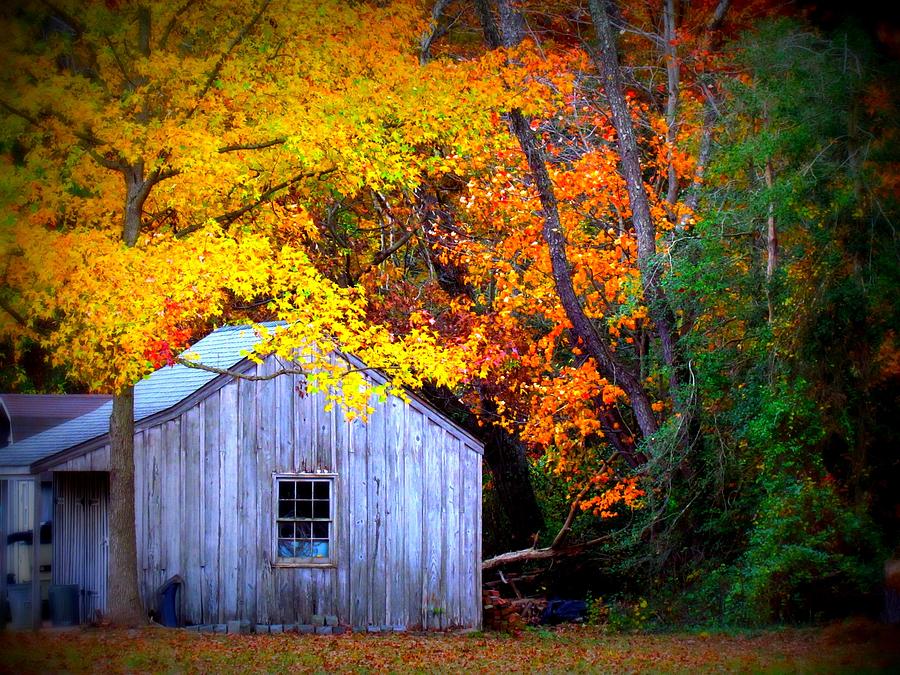 Autumn Rest Photograph By Trish Clark