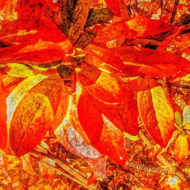 Fall Photograph - Autumn Rhododendron Leaves Bright by Anna Porter