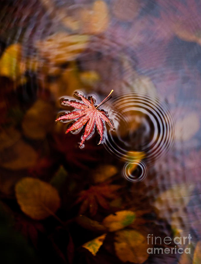 Autumn Ripples Photograph by Mike Reid