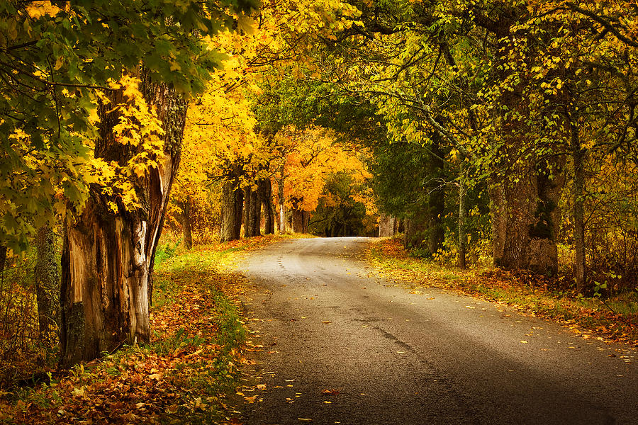 Tree Photograph - Autumn Road by Anna Grigorjeva