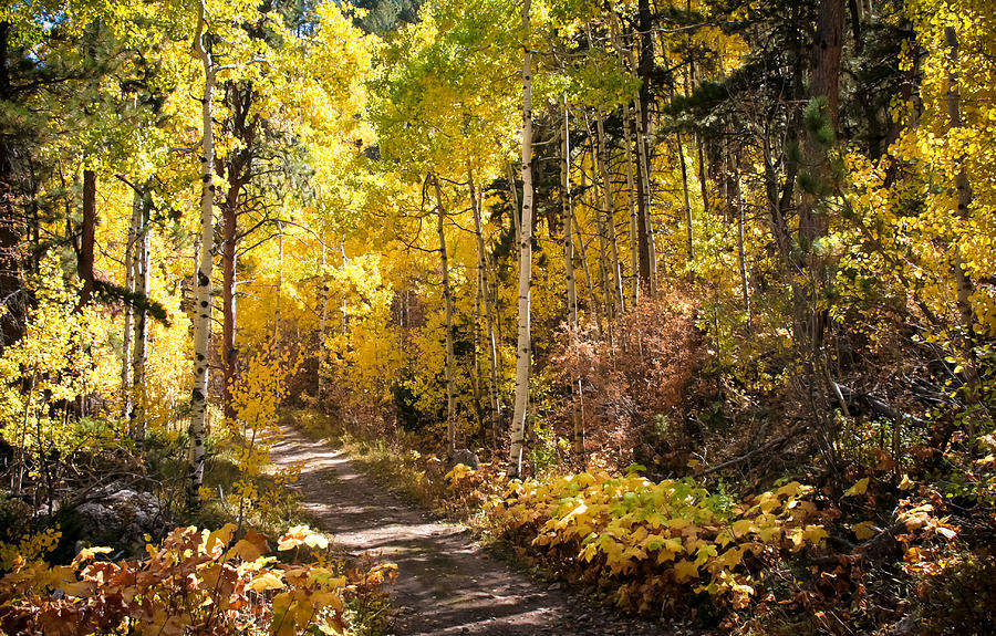 Fall Photograph - Autumn Road - Tipton Canyon - Casper Mountain - Casper Wyoming by Diane Mintle