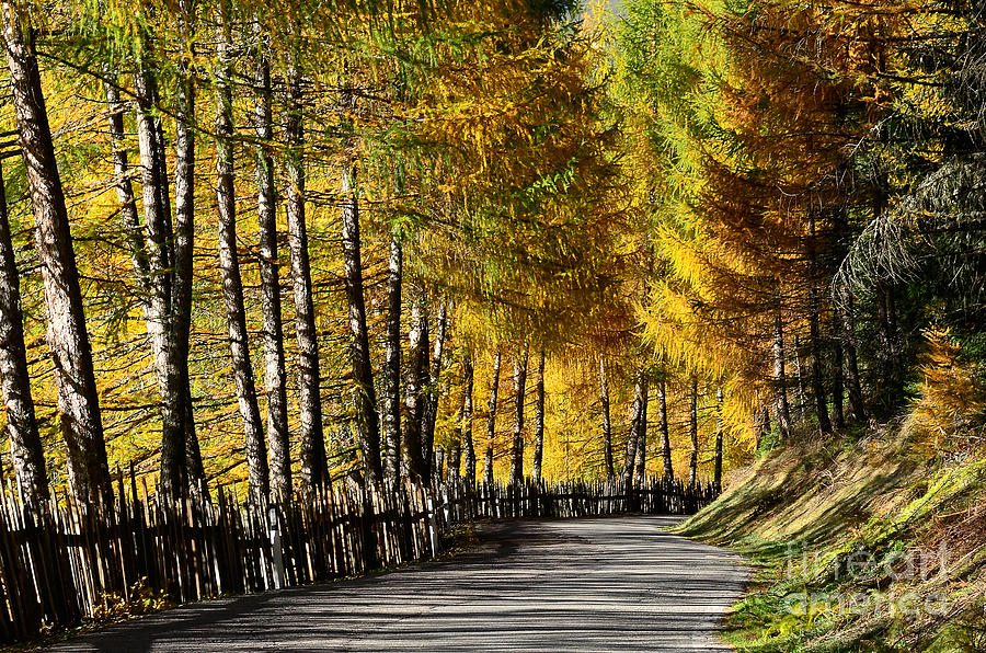 Fall Photograph - Winding road through the autumn trees by IPics Photography
