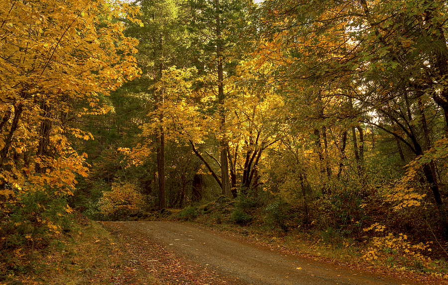 Autumn Road Photograph by Loree Johnson