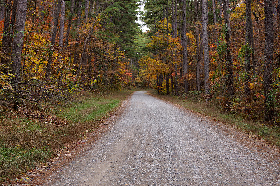 Autumn Road Photograph by Sandy Keeton