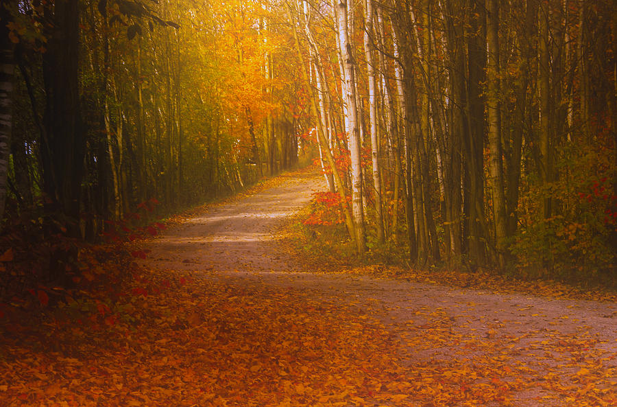 Autumn Roadway Photograph by Jim Vance