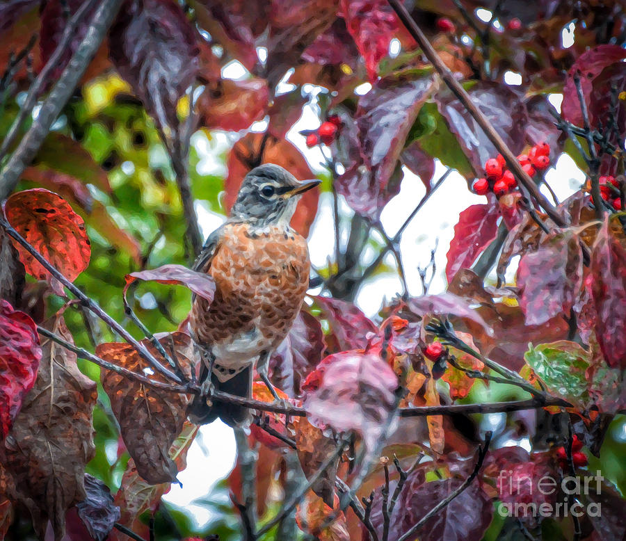 Autumn Robin in the Dogwood  Photograph by Kerri Farley