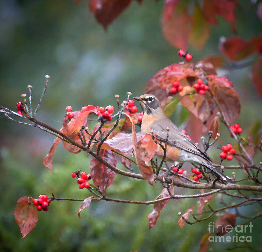 Autumn Robin  Photograph by Kerri Farley
