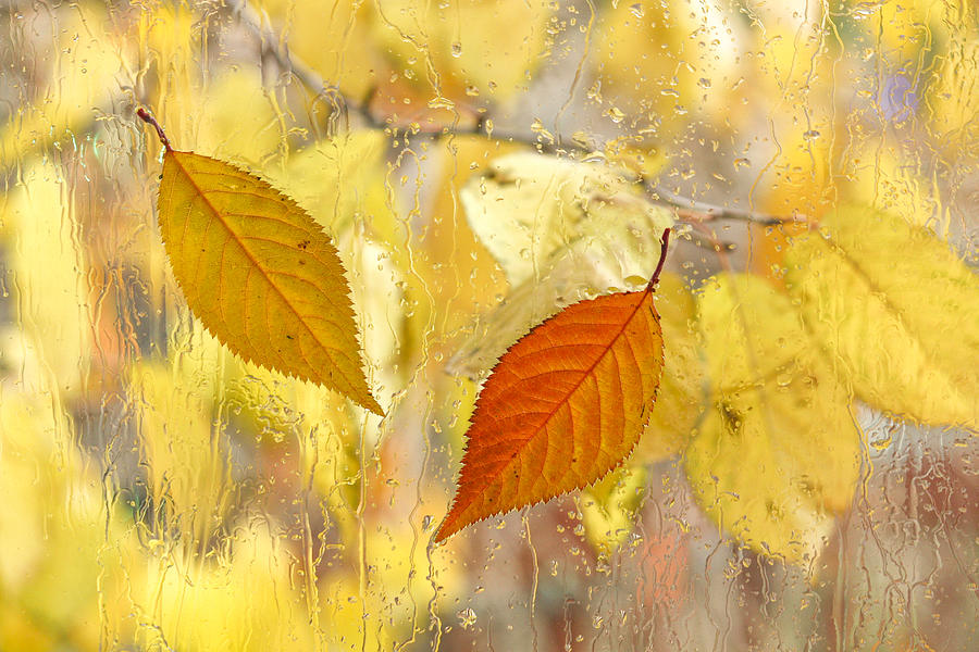 Autumn Romance Photograph by Marina Kojukhova