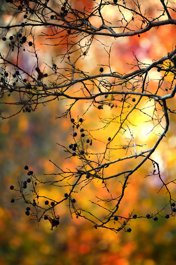Nature Photograph - Autumn Romance by Saami Ansari
