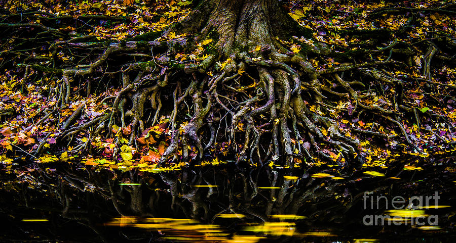 Autumn Roots Photograph by Michael Arend