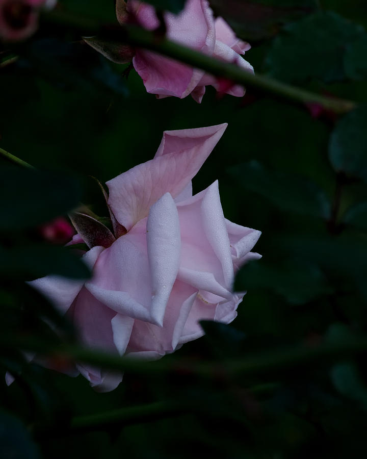 Rose Photograph - Autumn rose New Dawn by Floyd Aldrich