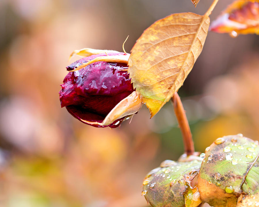 Magenta Photograph - Autumn Rosebud by Rona Black