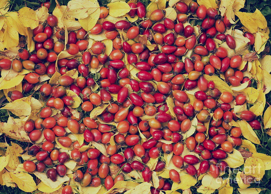 Vintage Photograph - Autumn Rosehips  by Tim Gainey