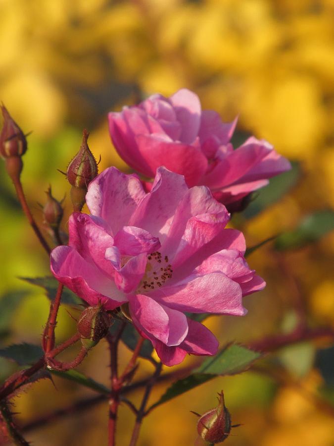 Fall Photograph - Autumn Roses by Alfred Ng