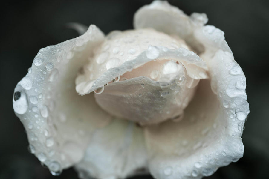 Autumn Roses and Rain Photograph by Miguel Winterpacht